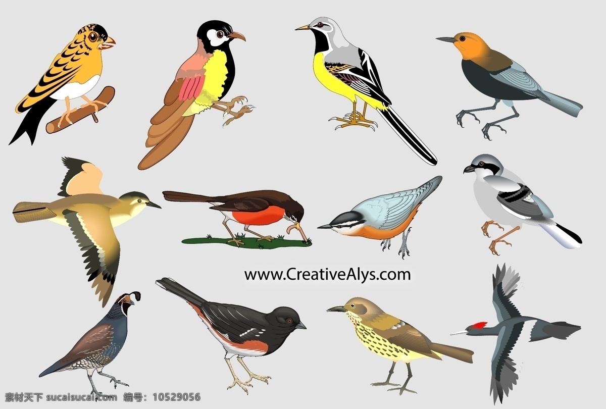 唯美 真实 鸟 系列 标志 矢量 图标 美丽的鸟儿 向量的鸟