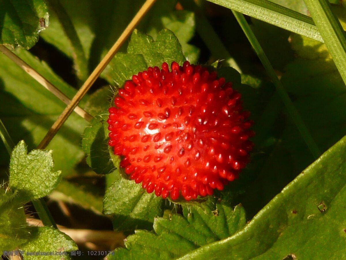 红色 蛇莓 小 浆果 红色的蛇莓 小浆果 小野果 野果 有毒野果 毒果 生物世界 其他生物