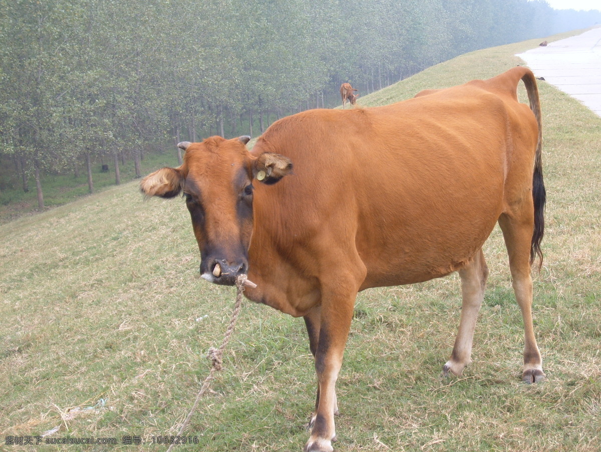 家乡的黄牛 站着的黄牛 生物世界 家禽家畜 摄影图库