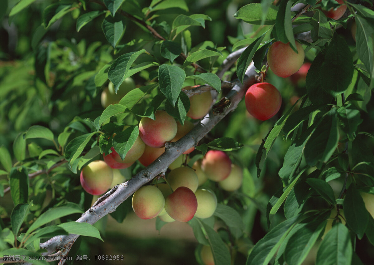 结 树枝 上 李子 结在树枝上 结在树上果实 李树 果实 生物世界 水果