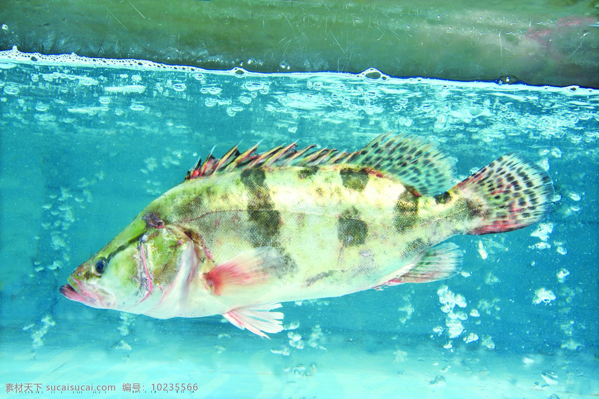 桂鱼 娃娃鱼 鲜活 海鲜 新鲜海产品 水产品 生物世界 鱼类