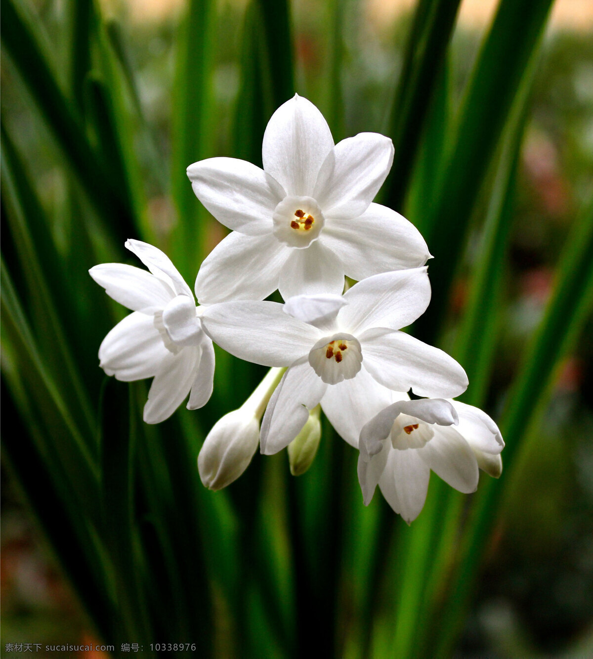 白色水仙 水仙 花朵 洁白花瓣 花卉 植物 白色花朵 花草植物 生物世界 花草