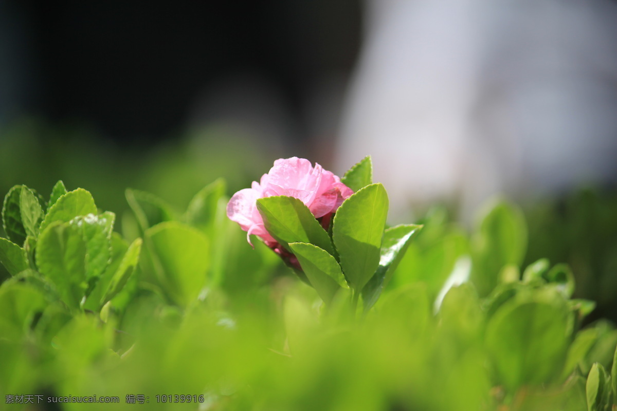 桃花 壁纸 春天 花草 绿色 生物世界 天津 桃花堤 psd源文件