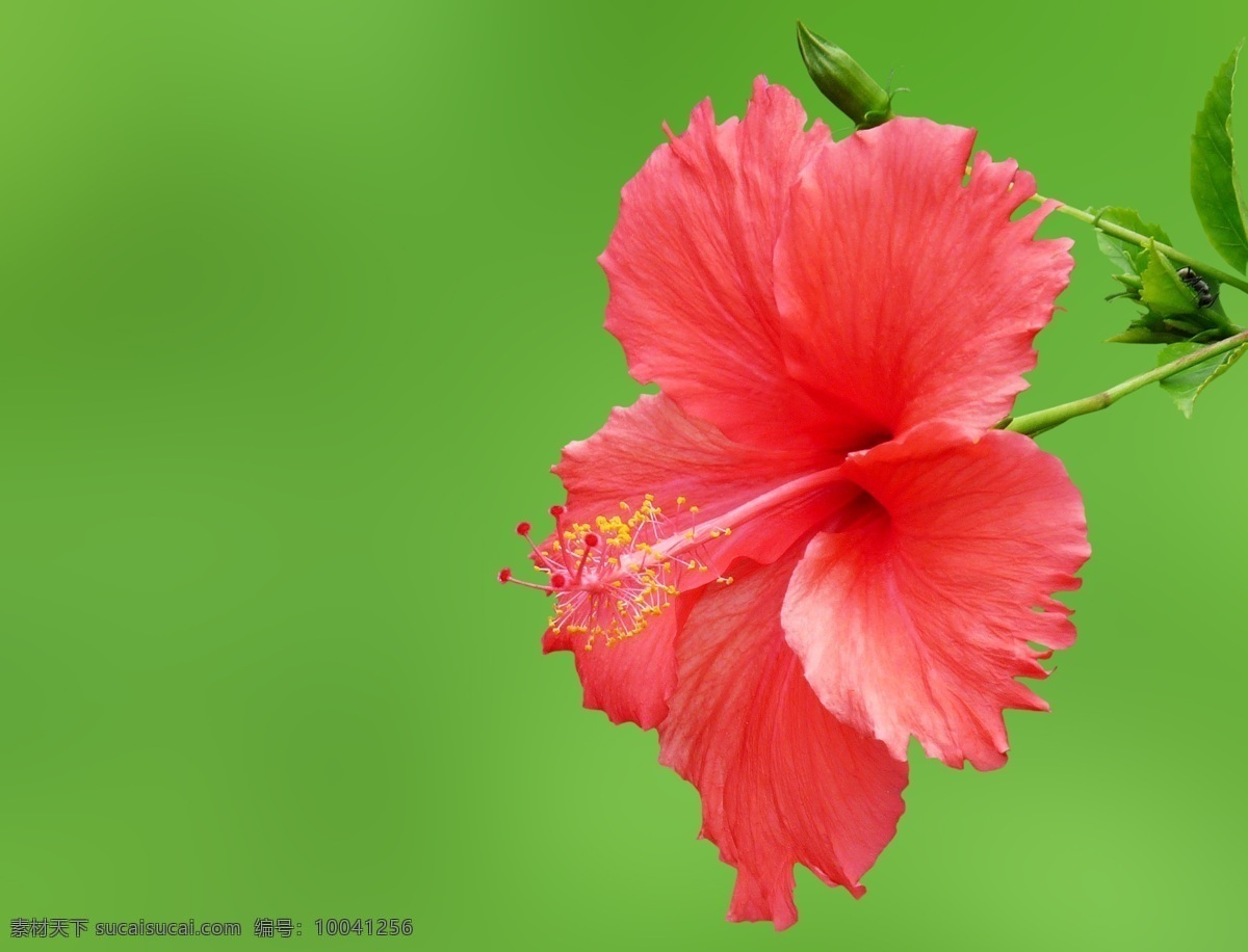 扶桑花 鲜花 红色花 绿叶 一朵花 鲜花荟萃 生物世界 花草