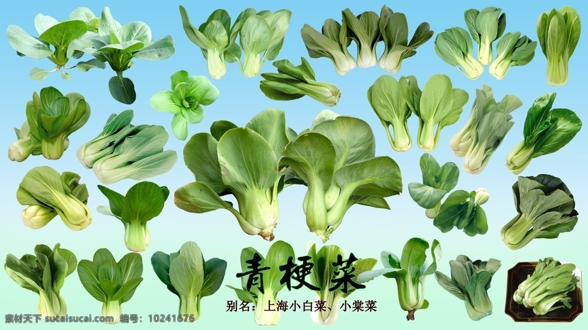 叶 菜 类 青 梗 分层 叶菜 青梗菜 上海小白菜 小棠菜 生物世界 蔬菜