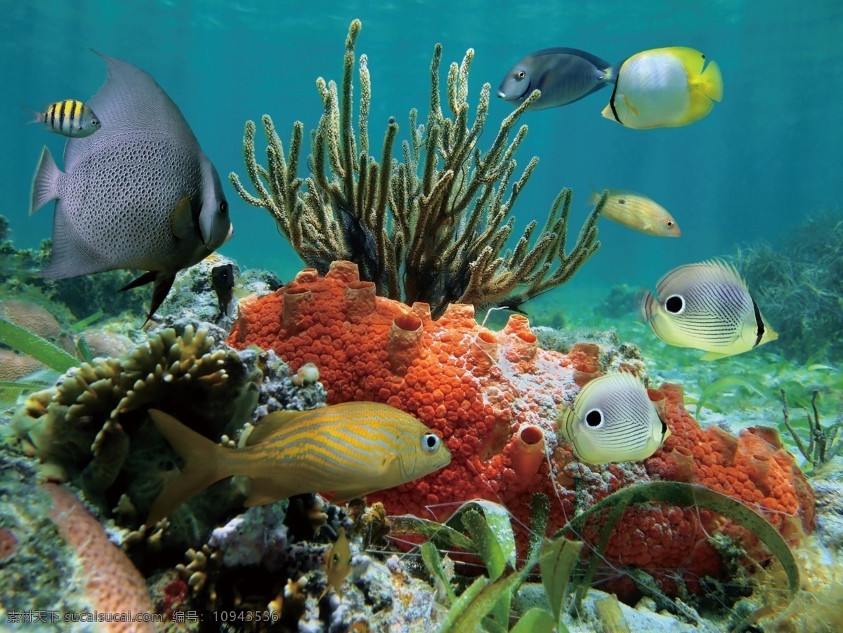 海洋生物 海底 世界 海底世界 海洋馆 卡通海底世界 软膜天花 卡布灯箱 生物世界
