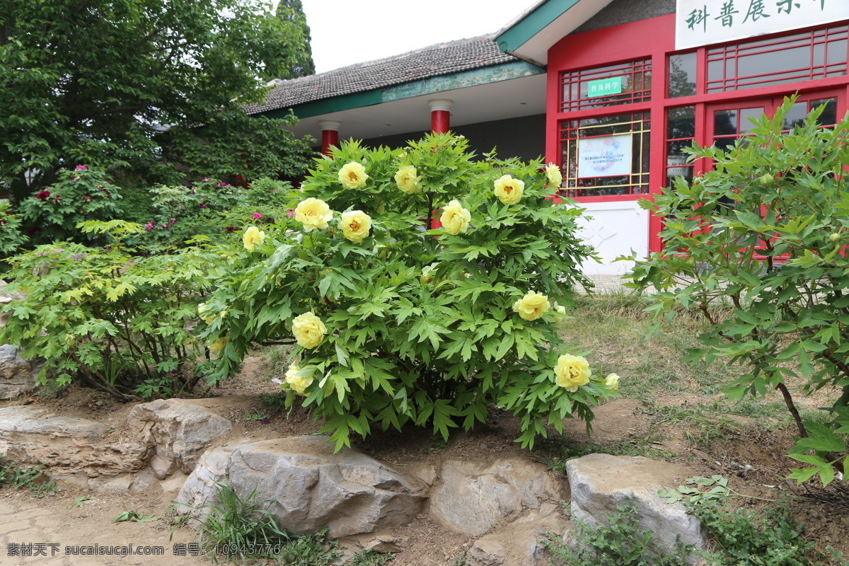 牡丹 牡丹花 花卉 花儿 花草 植物 园林绿化 绿化景观 芍药牡丹 生物世界