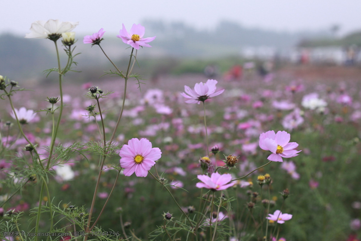 格桑花 花 植物 风景 粉 生物世界 花草 灰色