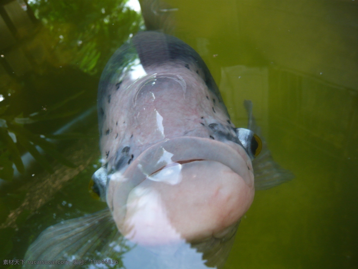 愛 厚 唇 魚 海洋生物 可愛 攝影 生物世界 鱼类 可愛厚唇魚 魚類 水生生物