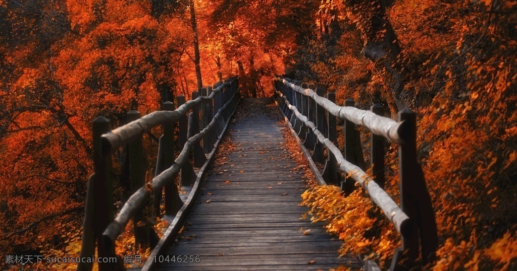秋季风景图片 婚纱风景 美丽桥 婚 巴吐尔 阿尔祖 婚礼 秋季 松树 桥 木桥 自然景观 山水风景