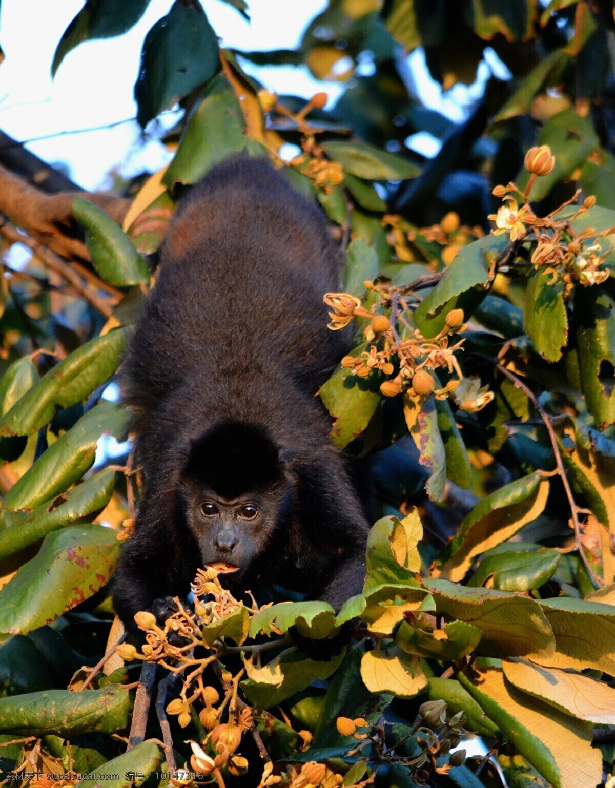 猴子 猿猴 小猿猴 野生猿猴 野生猴子 野生 灵长目 小猴 哺乳动物 树叶 树木 动物 生物世界 野生动物 保护动物 珍稀动物 国家保护 频临灭绝