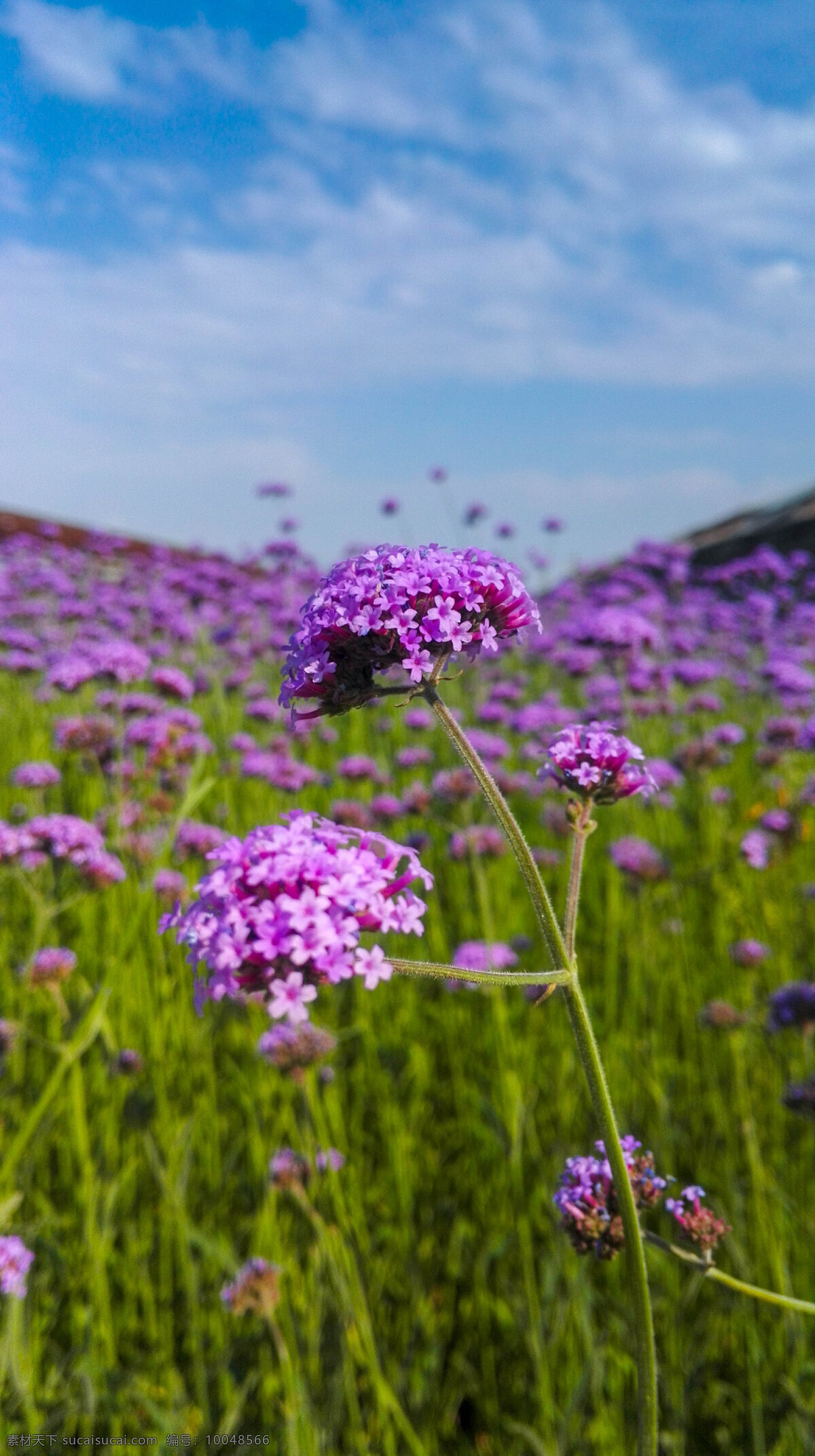 花 花海 花朵 蓝天 鲜花 自然景观 田园风光