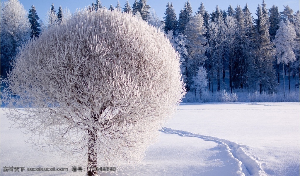 雪景 冬天 雪花 下雪 雪 天空 树林 大树 自然景观 自然风景 自然风光