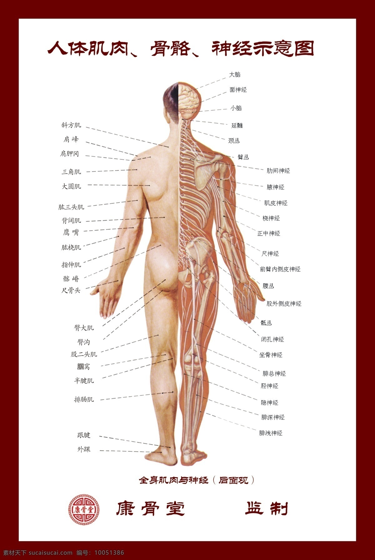 人体 神经 肌肉 示意图 经络 康骨堂 标志图标 公共标识标志