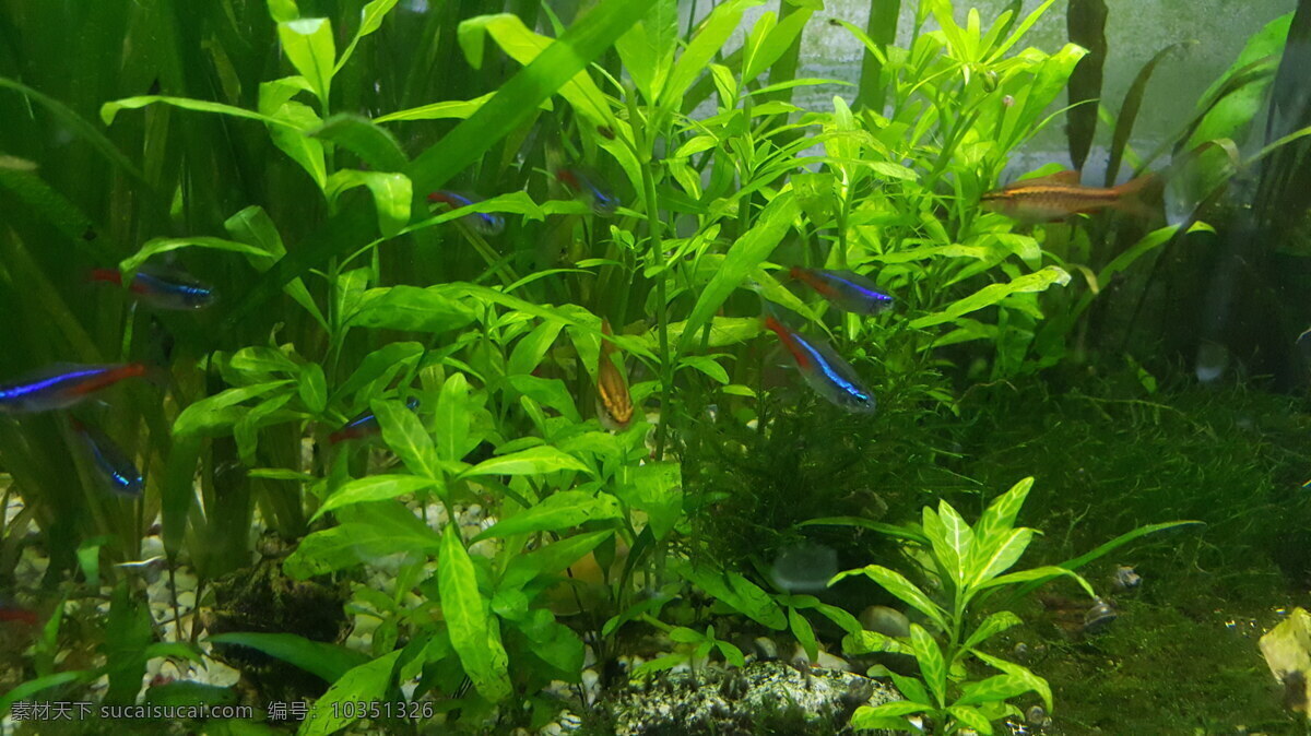 水族 水族缸 水族箱 鱼缸 水草造景 热带鱼 大水蓝 水草 神仙鱼 莫斯 红绿灯 大水兰 生物世界 鱼类