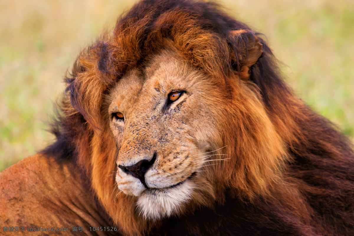 呆萌的狮子 狮子王 狮子 凶猛动物 动物世界 野生动物 陆地动物 动物 生物世界 黑色