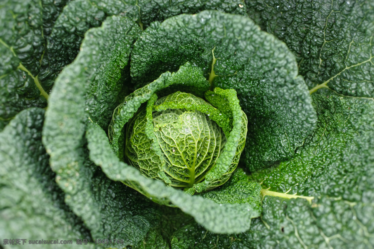 无污染 绿色 新鲜 卷心菜 菜 蔬菜 新鲜蔬菜 天然 绿色健康 绿色卷心菜 特写 高清图片 蔬菜图片 餐饮美食