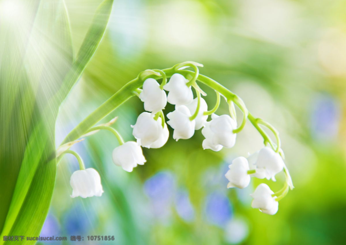 兰花 铃兰花 绿色植物 绿叶 叶子 白色花朵 花朵 叶片 壁纸 花 兰花背景 水珠 阳光 花蕾 花苞 兰花壁纸