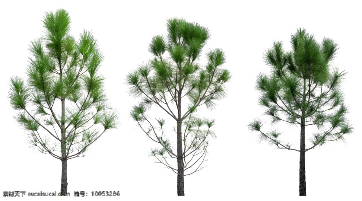 精美 高清 分层 松树 精美松树 松树素材 绿色松树 分层松树 设计素材 平面素材 平面设计素材 唯美松树 精美松树素材