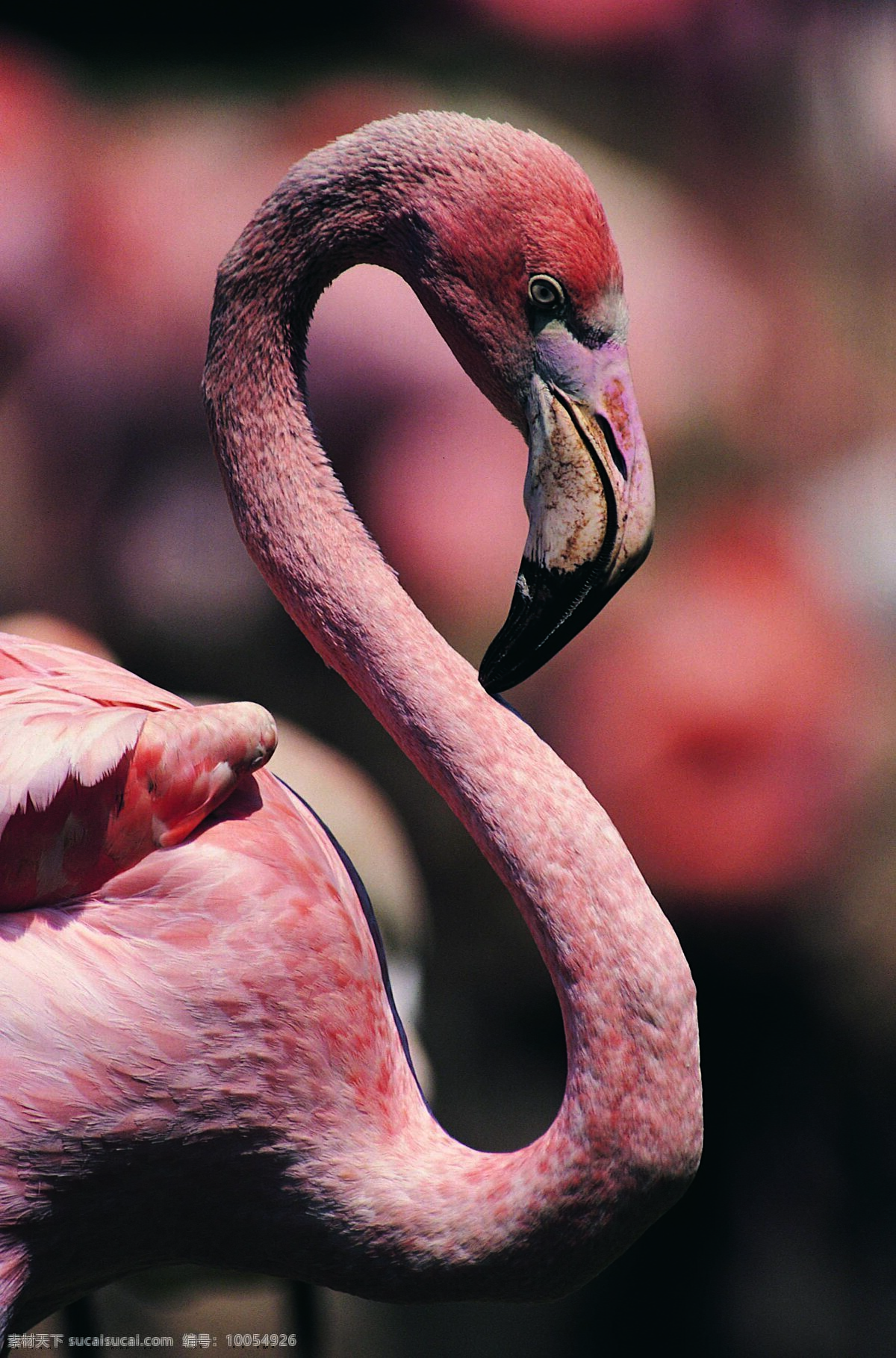 鸟 鸟之百科 鸟类 动物世界 鸟特写近景 鸟类摄影 漂亮鸟类 长脖子鸟类 图素动植物类 生物世界