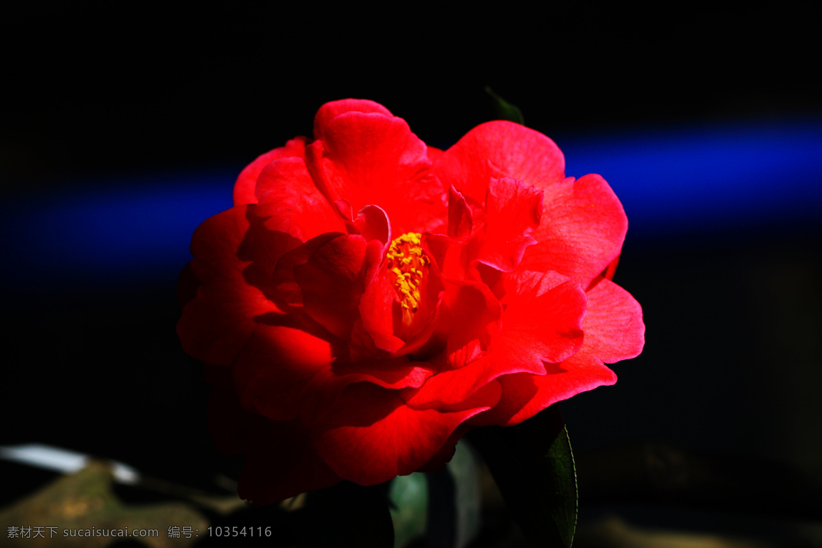 茶花 花草 花卉 生物世界 云南 植物剪影 植物园 昆明 黑龙潭 市花 psd源文件