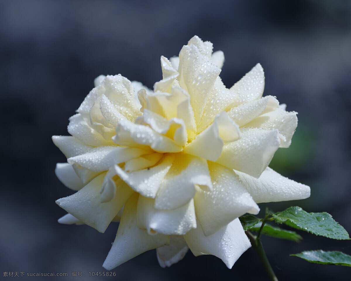 白色 月季花 高清 花朵 花瓣 花卉 花枝 花