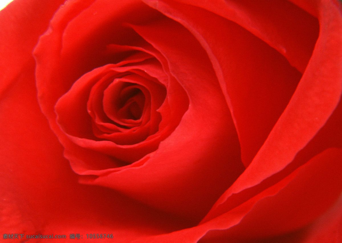 红玫瑰 背景 图 红玫瑰图片 花草 玫瑰 玫瑰花摄影 水滴 水珠 玫瑰特写 背景图片