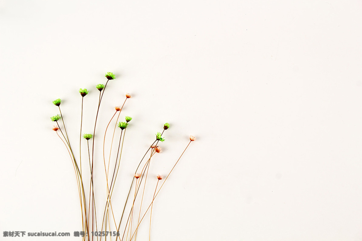 小清新 花朵 文艺 浪漫 花 一束花 生物世界 花草