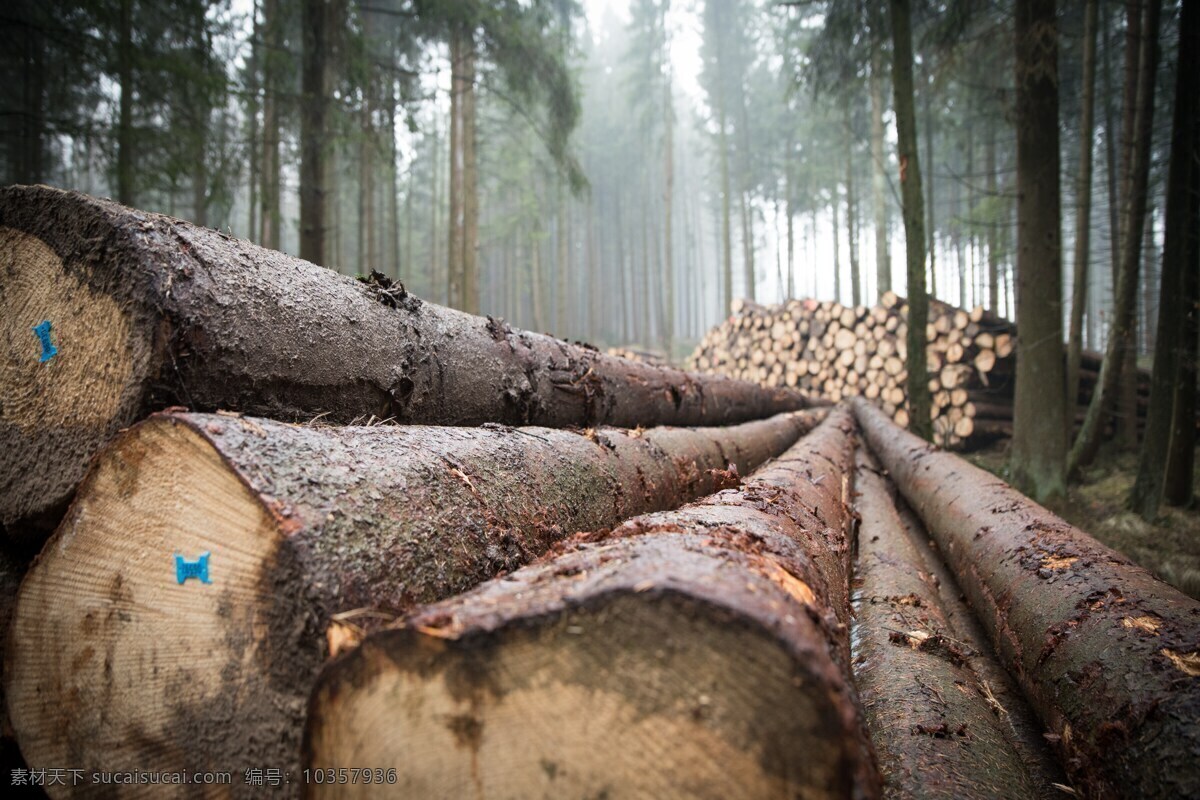 树木 木 森林 树干 树 风暴木 林业 株 年轮 大自然录音 结构 自然的树干 砍伐 杉木 云杉 砍树 伐木 自然景观