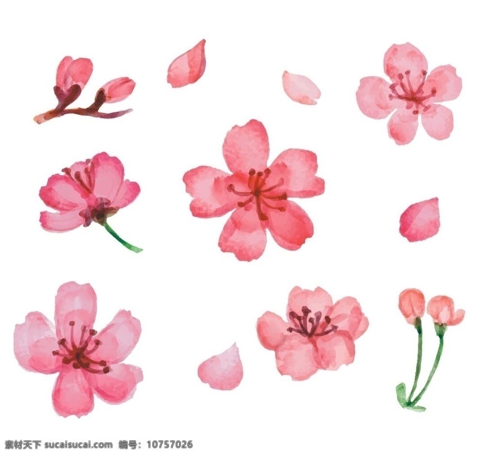 款 粉色 樱花 矢量 素材图片 11款 花瓣 植物 文化艺术 传统文化