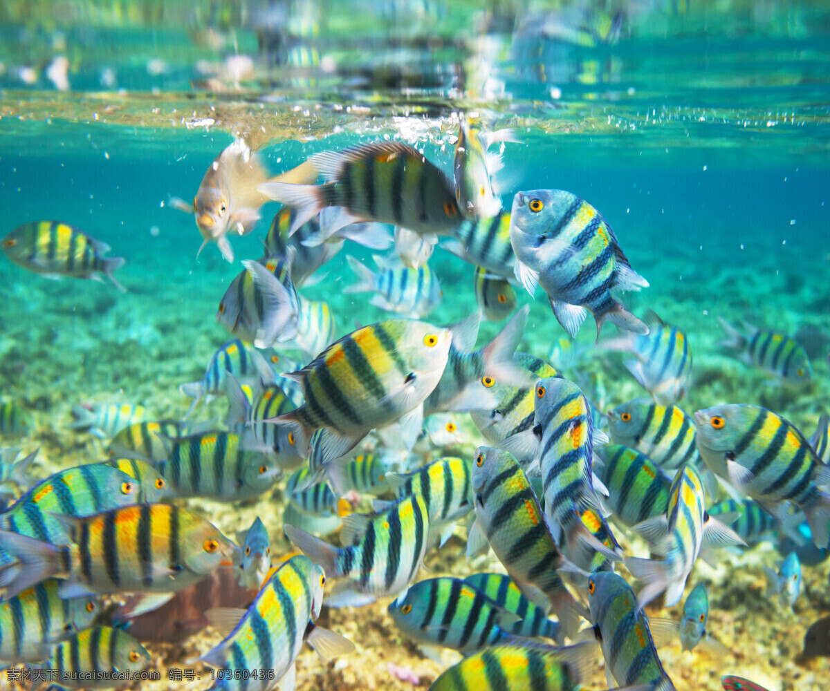 海底 鱼群 海底世界 鱼类动物 海洋生物 生物动物 水生物 大海图片 风景图片