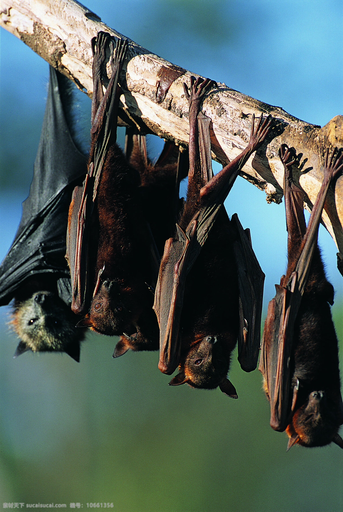 蝙蝠 倒挂蝙蝠 黑蝙蝠 多只蝙蝠 蝙蝠群 鸟 鸟之百科 鸟类 动物世界 图素动植物类 生物世界