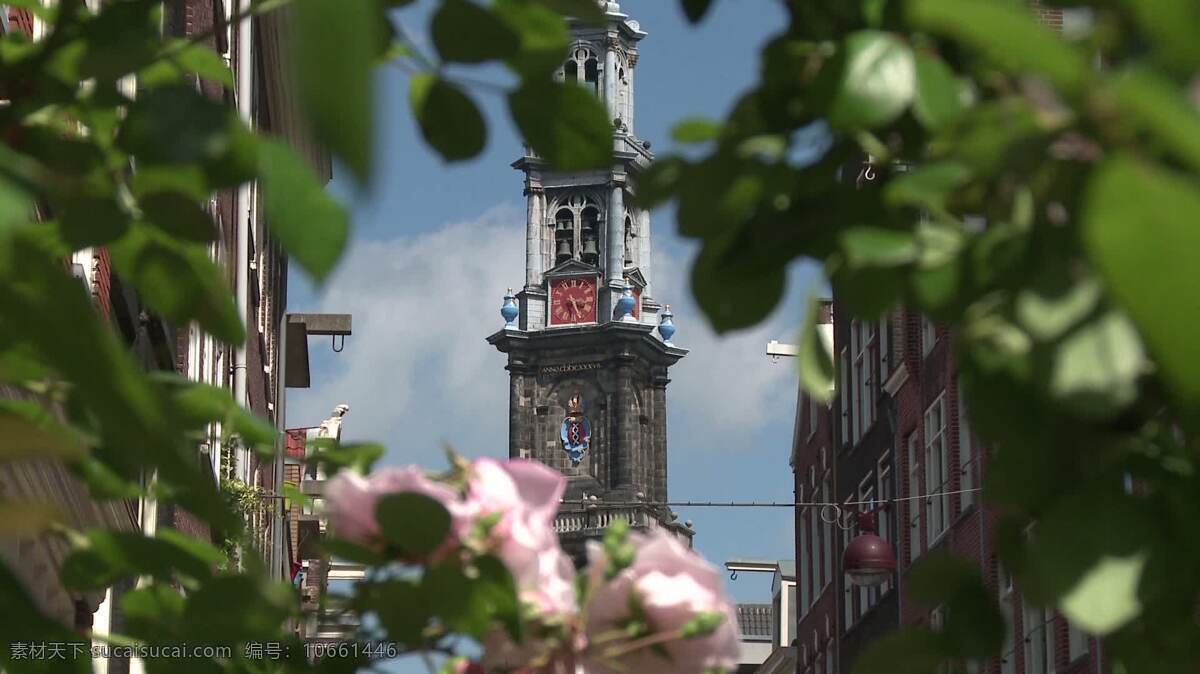 阿姆斯特丹 西 教堂 背景 城镇和城市 荷兰 荷兰语 欧洲 文化 旅行 建筑学 运河 城市 城市的 夏天 在户外 旅游 地标 纪念碑 吸引力 有历史意义的 风景 著名的 西教堂 新教的 约尔丹 区荷兰 玫瑰 花 粉红色 叶 绿色 自然 newdam