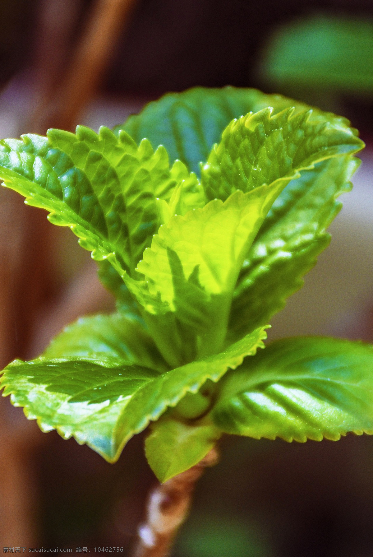 银丹草 mentha haplocalyx briq 野薄荷 夜息香 薄荷草 薄荷叶