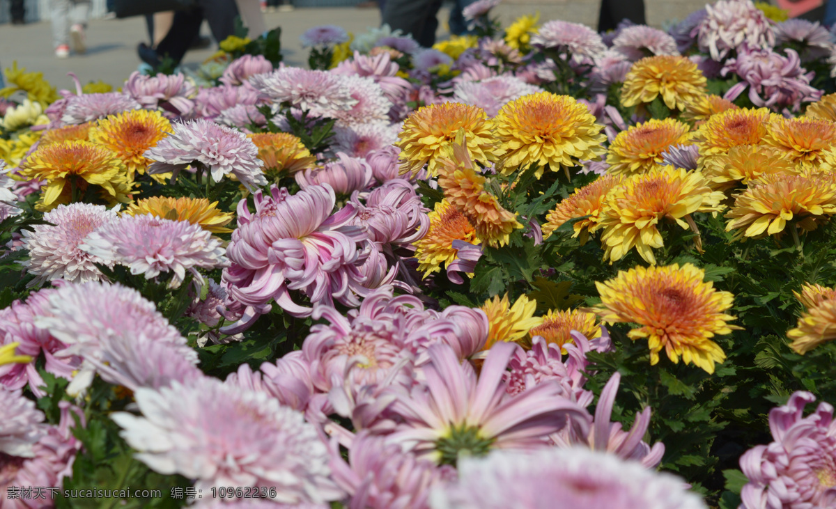 菊花展 花海 白色菊花 黄色菊花 橙色菊花 红色菊花 粉色菊花 鲜花 花卉 花语 花瓣 生物世界 花草