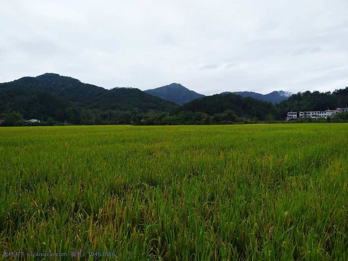 稻田图片 稻田 大畈 新农村 稻谷 秋季的田野 自然景观 田园风光