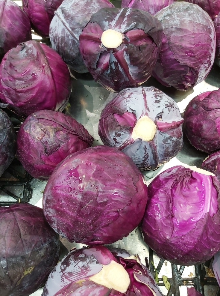 包菜 蔬菜 卷心菜 紫铁头 新鲜紫包菜 生物世界