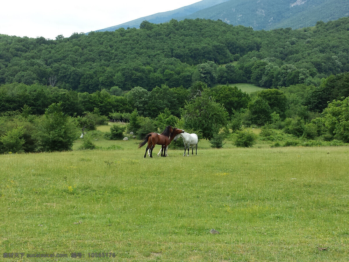 绿色草地风景 绿色草地 风景图片 骏马 家禽家畜 树林树木 远山风景 山水风景 自然景观