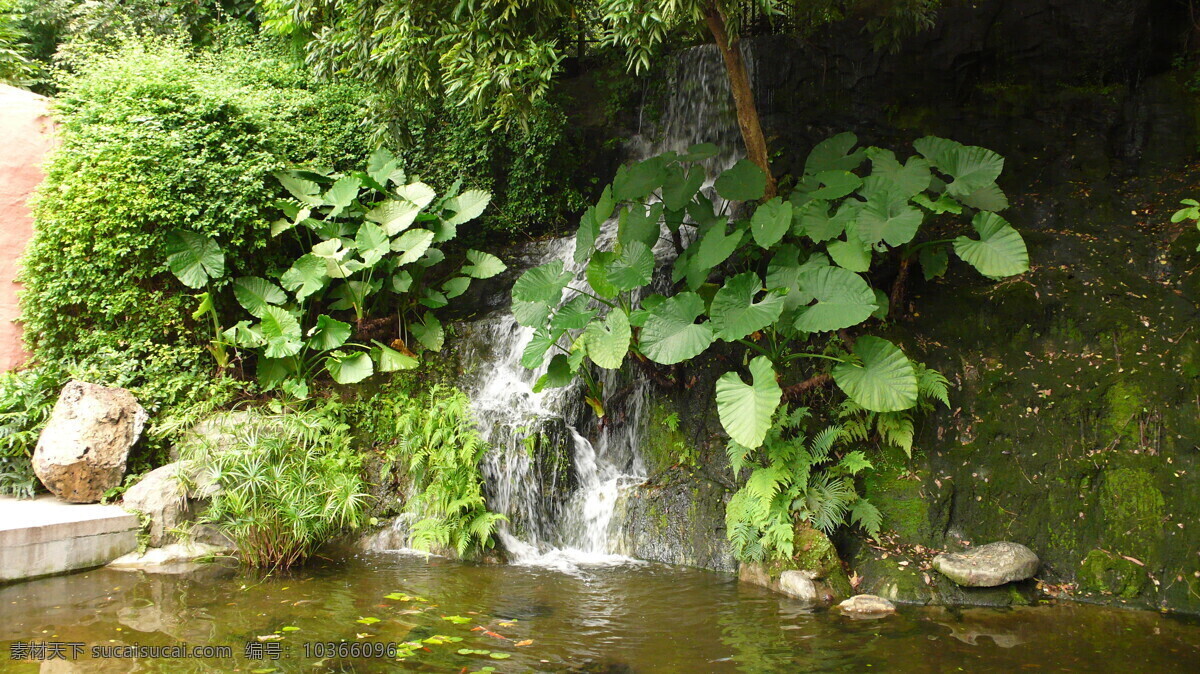 鱼池 绿叶 泥土 绿树常青 枝繁叶茂 阴生植物 生物世界 花草 摄影图库 随行随乐原创