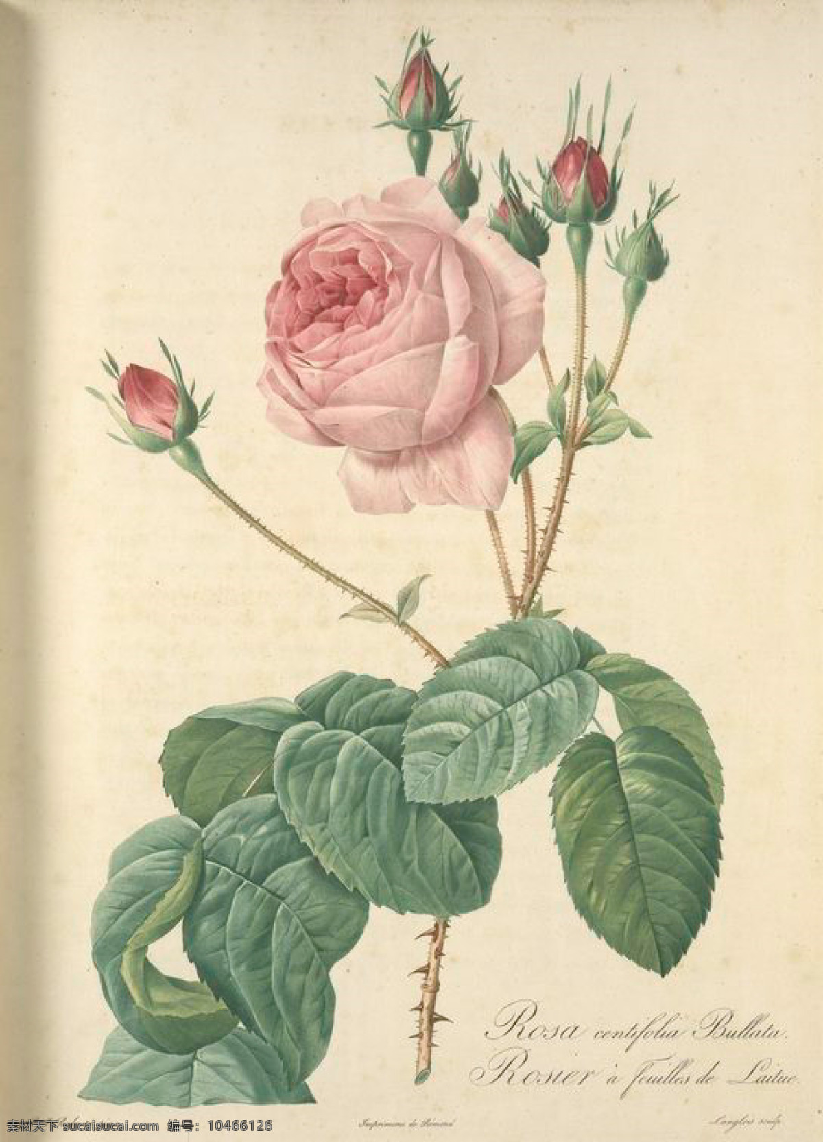 1982 手绘 复古 油画 花卉 花 玫瑰 艺术名画 植物图 文化艺术