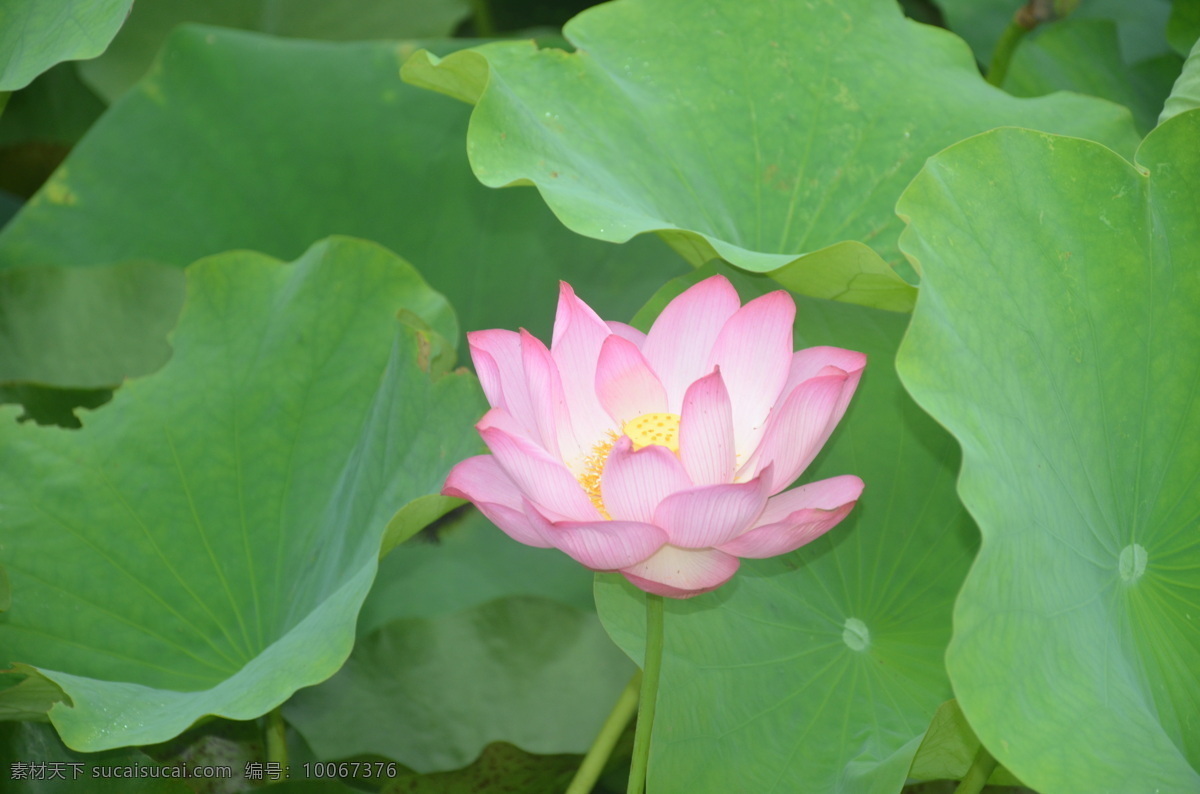 花卉 荷花 莲花 水芙蓉 芙蕖 花单生于 花梗顶端 粉红色 复瓣 花卉系列 生物世界 花草