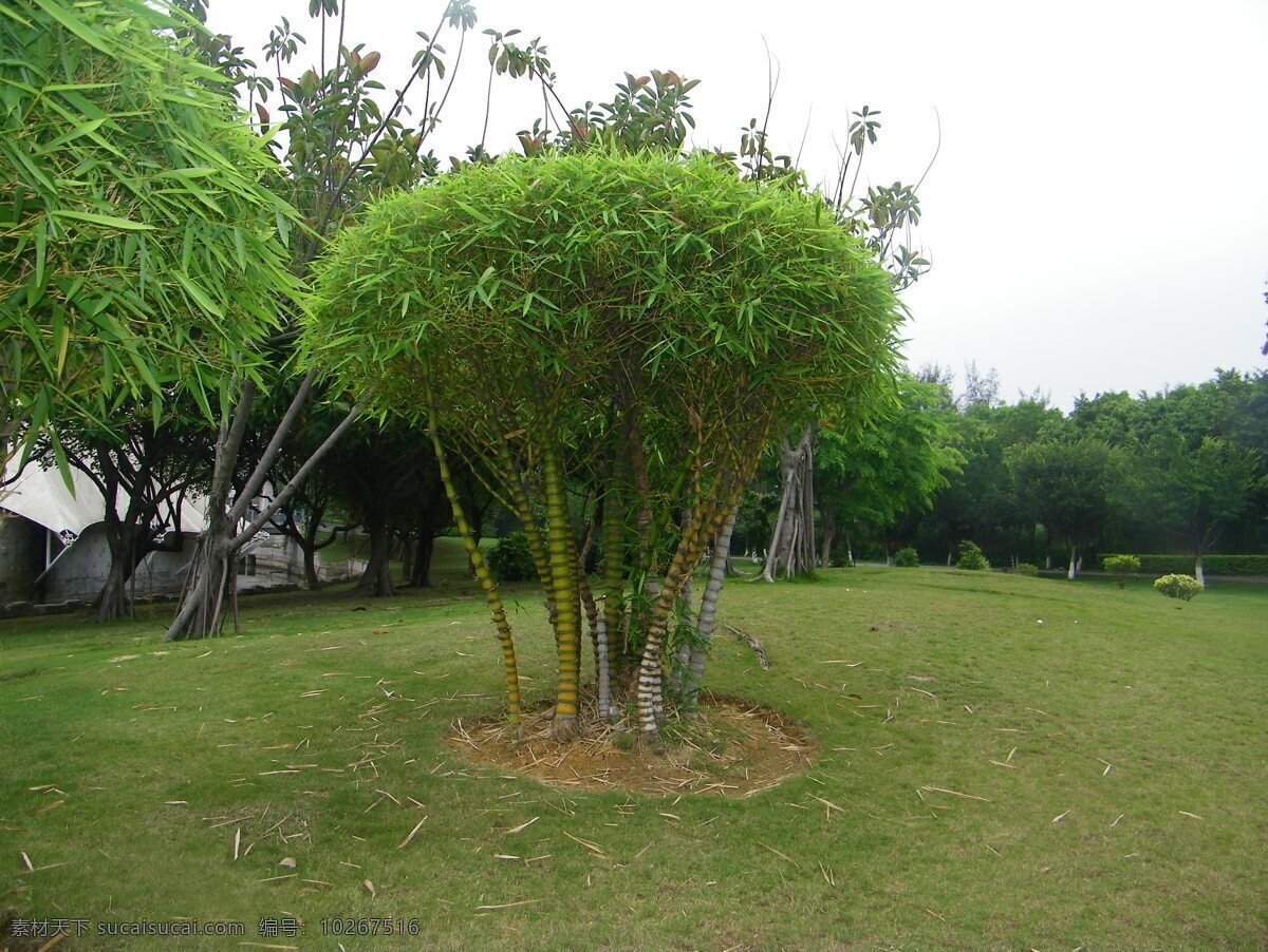 圈 竹 草地 景观 生物世界 树林 树木树叶 圈竹 竹树 从树 矢量图 日常生活