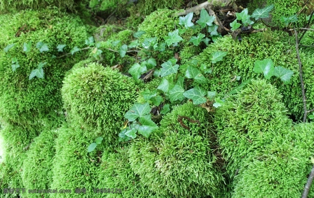 苔藓 青苔 地衣 植被 地被 生物世界 花草