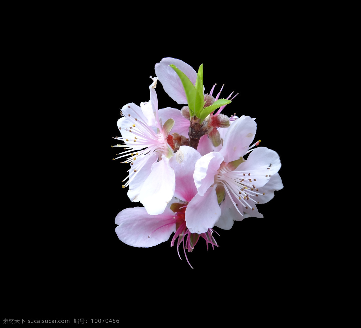 位图 写实花卉 植物 花朵 免费素材 面料图库 服装图案 黑色