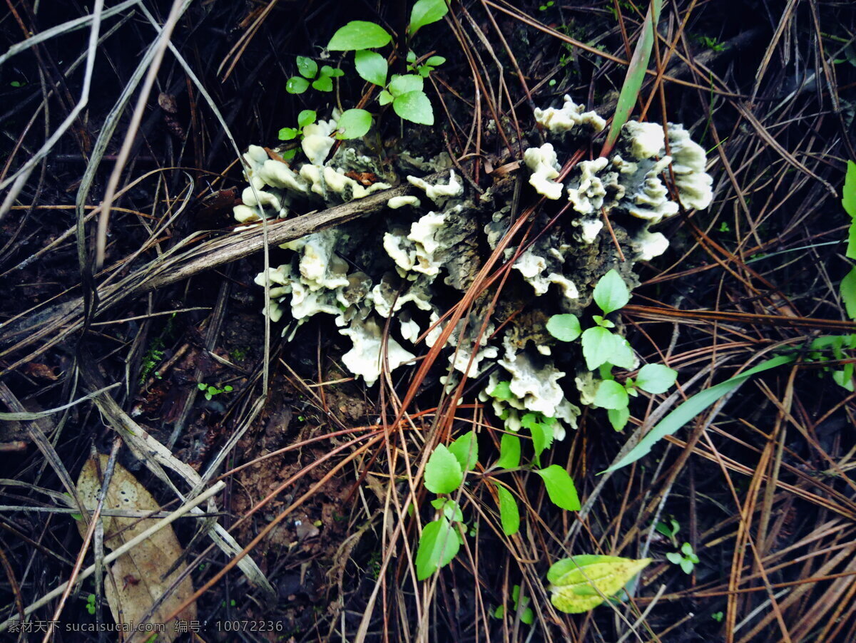 牛牙齿菌 蘑菇 菌子 野生菌 云南特产 山珍 野生干巴菌 照片 自然景观