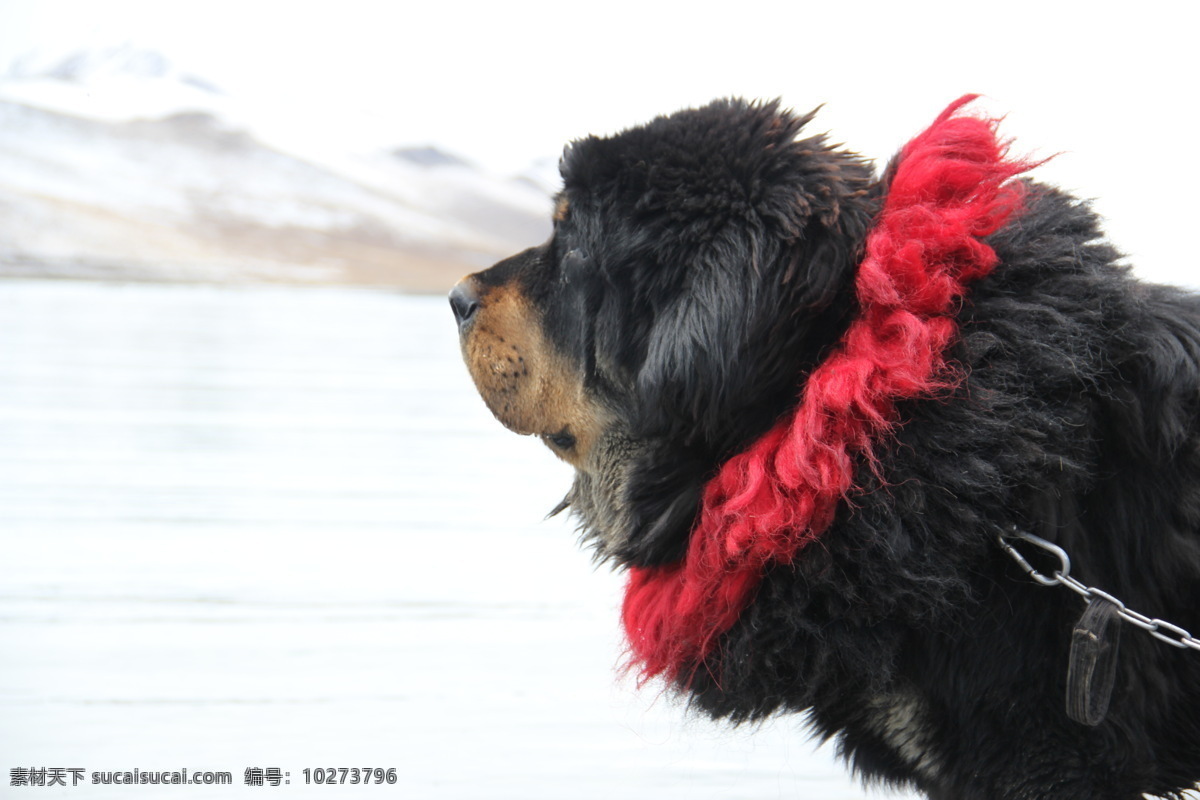 圣湖边的藏獒 藏人藏獒 羊湖边的藏獒 湖边 雪山 西藏 生物世界 野生动物