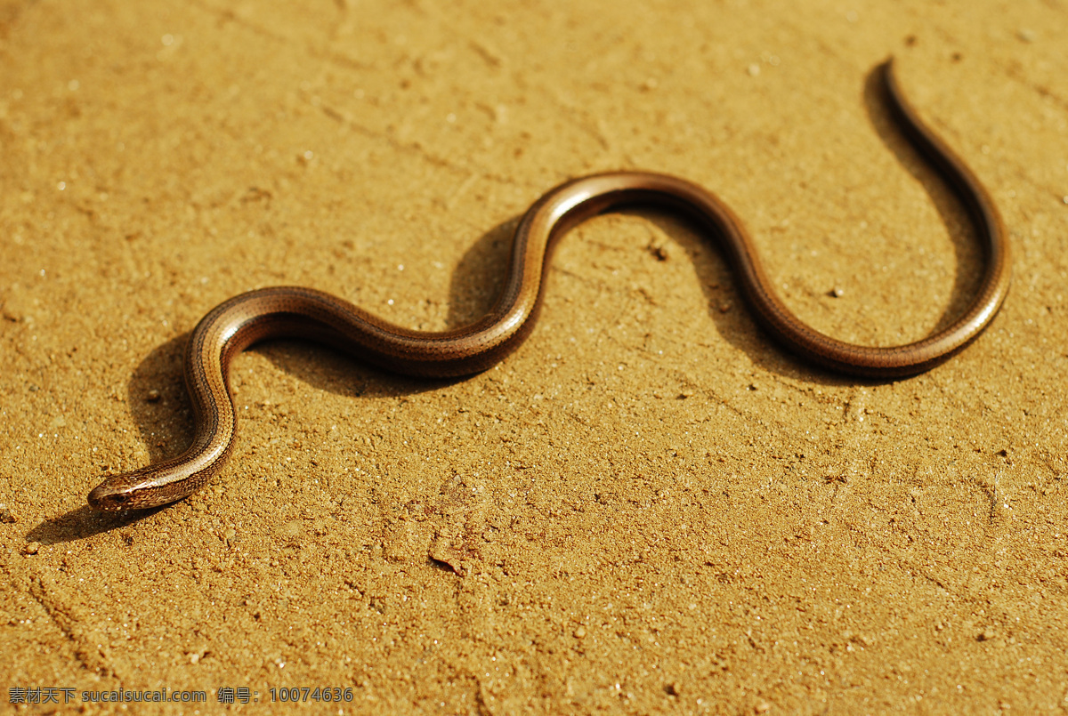 沙地上的毒蛇 蛇 毒蛇 爬行动物 动物摄影 陆地动物 生物世界 黄色
