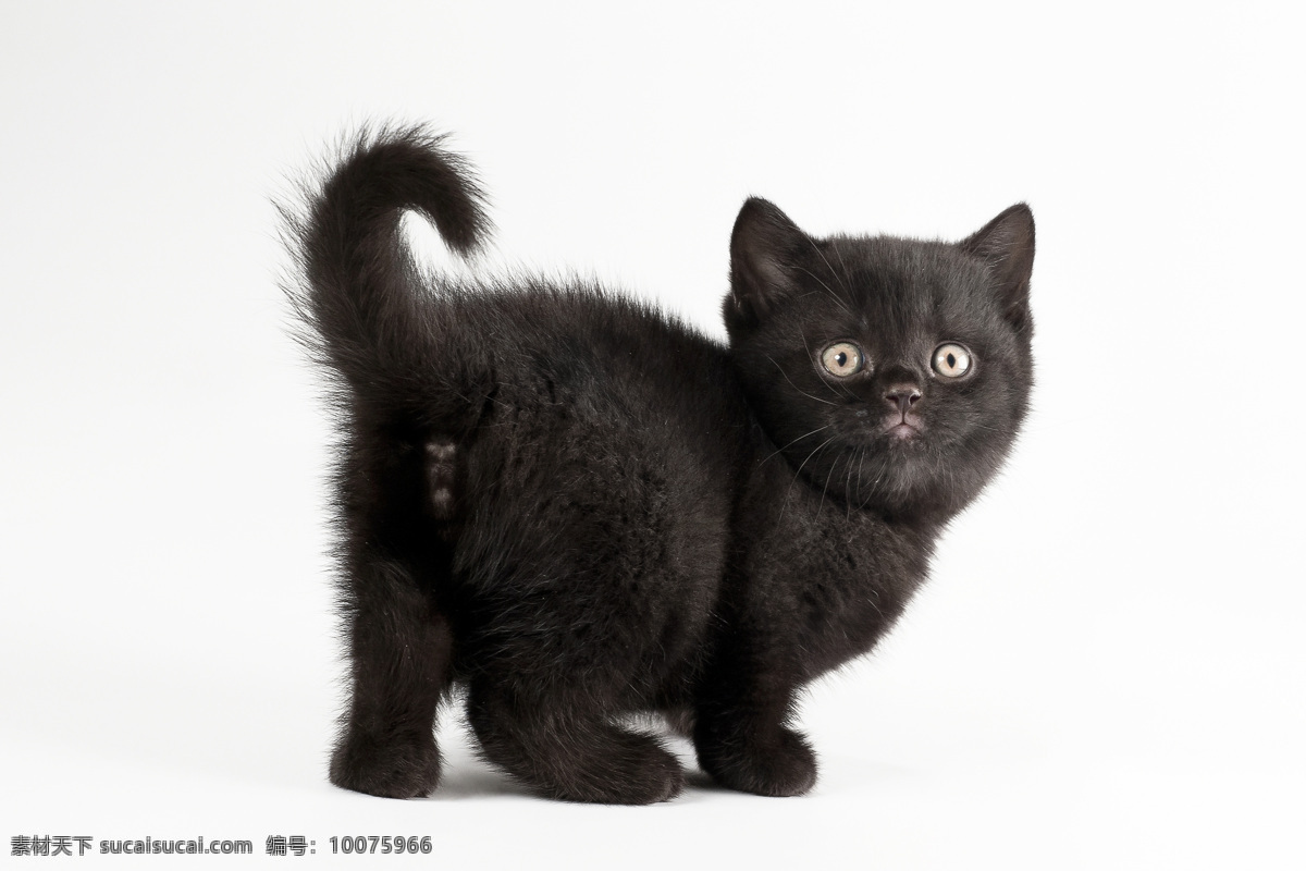 可爱 小猫 动物 宠物 可爱小猫 萌 乖 黑猫 绒毛 瞪大眼 猫咪图片 生物世界