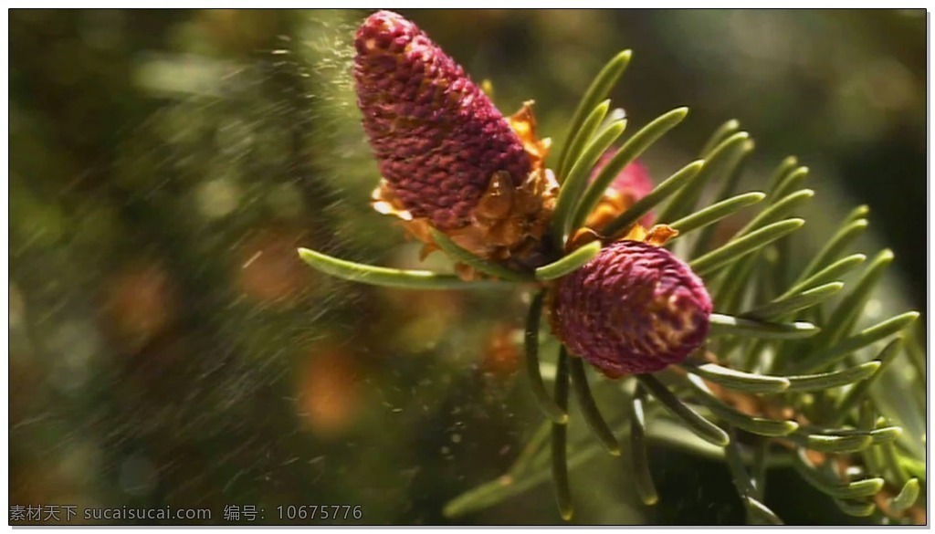 松花粉 视频 高清视频素材 视频素材 动态视频素材 松果 松鼠