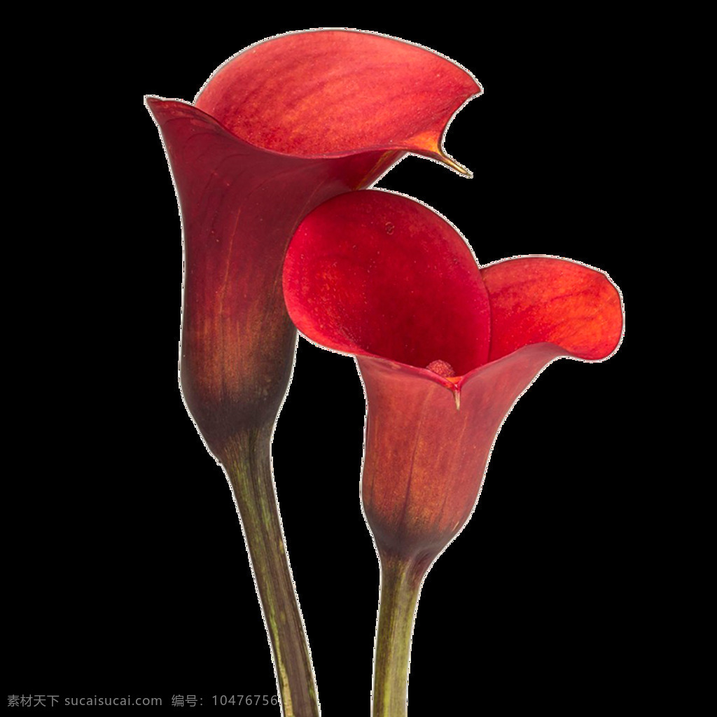 红色 马蹄莲 主题 元素 花卉 花朵 美丽 盛开 芬芳